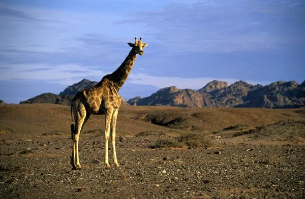 Bild: Urlaub in Namibia – Faszination Afrika