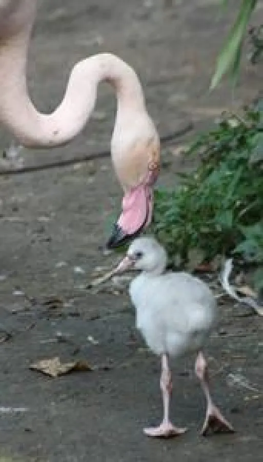 Flamingoküken mit Mutter am Ufer des Sambesi