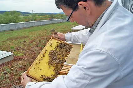 Hermes Fulfilment hat ein Herz für Bienen: Zwei Völker auf Dach des Logistikzentrums in Ohrdruf angesiedelt Bild: Hermes Fulfilment hat ein Herz für Bienen: Zwei Völker auf Dach des Logistikzentrums in Ohrdruf angesiedelt