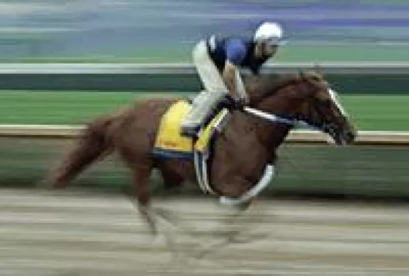 Bild: Breeders Cup 2008 Vorschau - Big Brown verletzt - gewinnt Curlin klar?