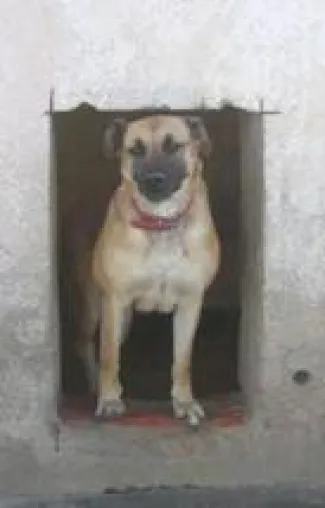 Bild: Ein Plädoyer für Straßenhunde