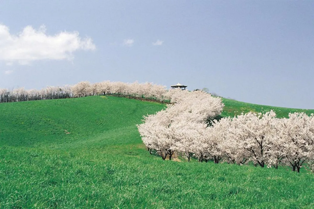 Kirschenblütenweg auf Jinhae