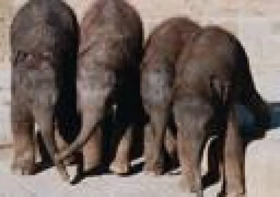 Bild: Riesenjubel im Erlebnis-Zoo Hannover: Das fünfte Elefantenbaby ist da