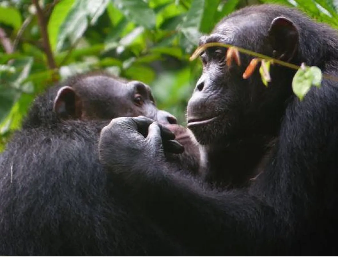 Schimpansen bei der gegenseitigen Fellpflege. © A. Mielke