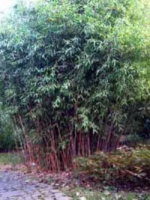 Bild: Baumschule NewGarden jetzt auch mit Fargesia-Sortiment