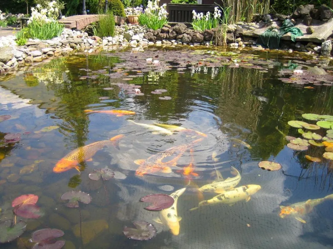 Gartenteich mit klarem Wasser