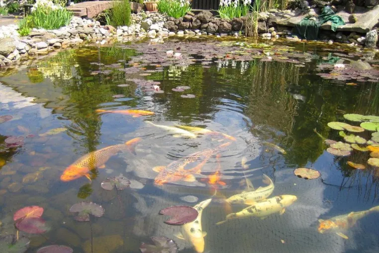Bild: Der Gartenteich im Frühling