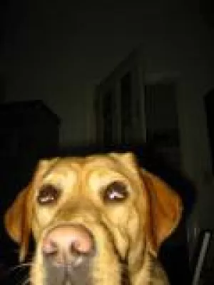 Bild: Dienstleistungsportal mit Videoangeboten