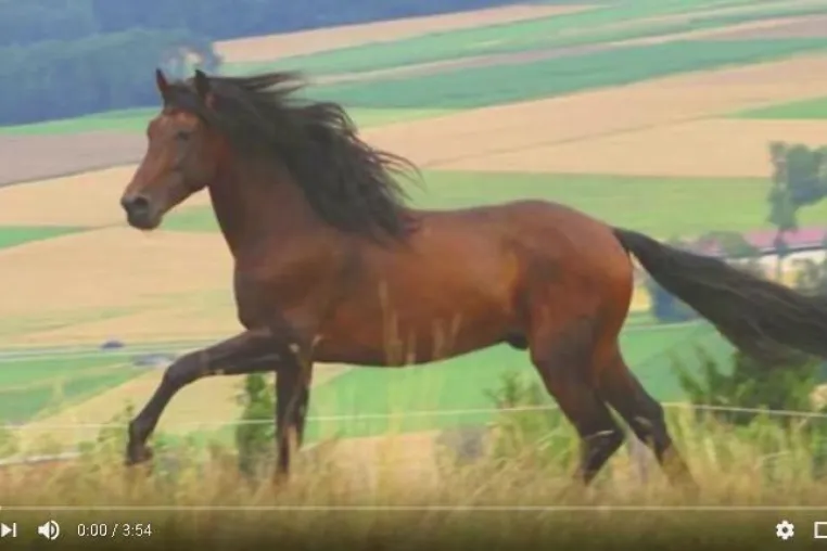 Bild: 11m - yes, eleven million! - online views for videos by the Thoma family