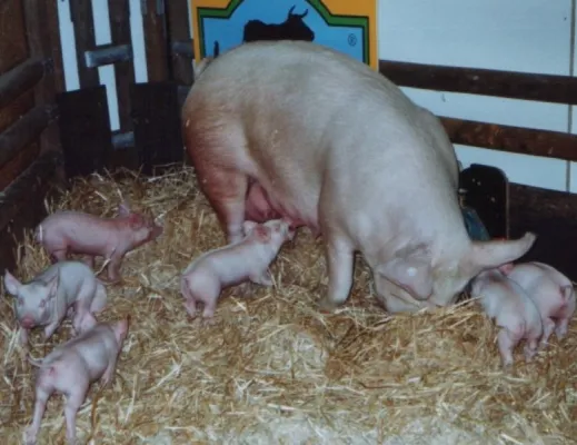 Darauf freuen sich Tierfreunde - Tierschutz auf Internationalen Grünen Woche in Berlin Bild: Darauf freuen sich Tierfreunde - Tierschutz auf Internationalen Grünen Woche in Berlin