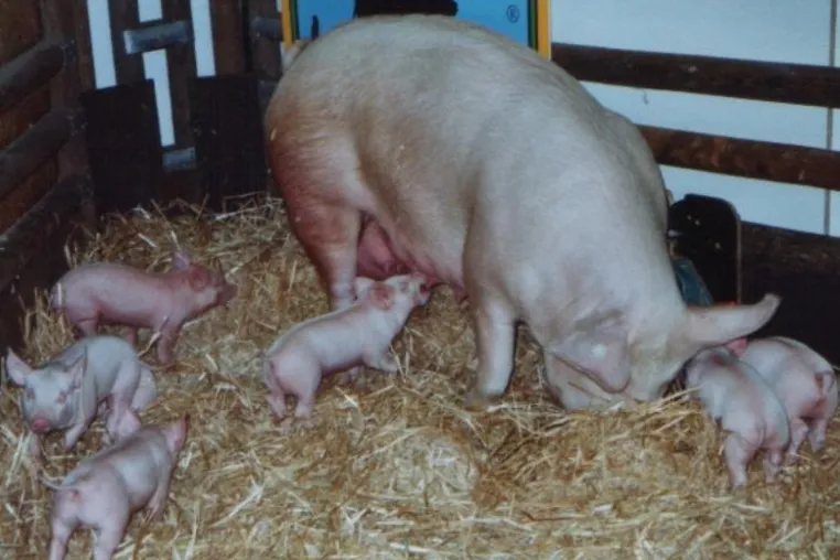 Darauf freuen sich Tierfreunde - Tierschutz auf Internationalen Grünen Woche in Berlin Bild: Darauf freuen sich Tierfreunde - Tierschutz auf Internationalen Grünen Woche in Berlin