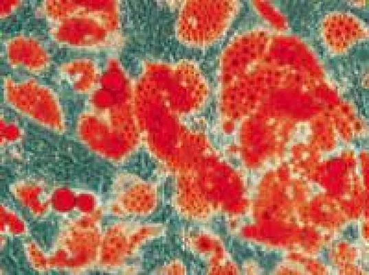 Bild: MoBiTec GmbH übernimmt Deutschland-Vertrieb der chinesischen Firma Cyagen für Stammzellen