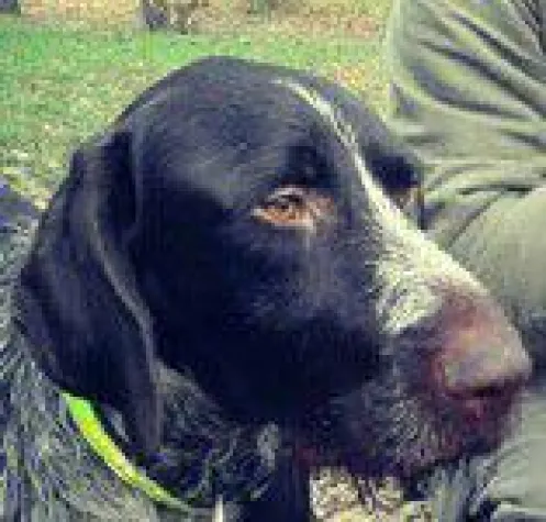 Bild: Jagdgefährten eV präsentiert sich auf der "Jagd und Hund"