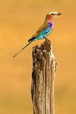 Bild: Mit tollen Bildern um die Welt - und anschließend nach Hause/Kunstauktion in Potsdam