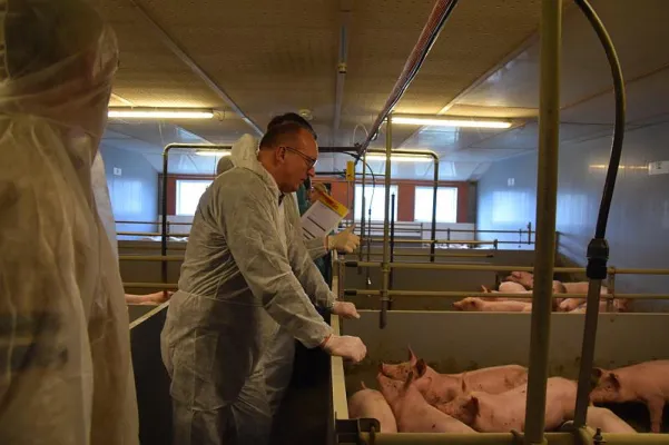 Bild: Agrar- und Veterinär- Akademie (AVA) fordert Klarheit für die Schweineproduktion