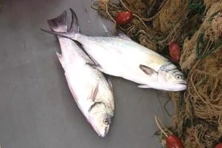 Bild: Kochkurs rund um den Fisch in der Maremma