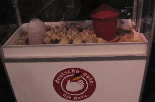 Bild: Internationale Grüne Woche - Tierseuchengesetz behindert Rassegeflügelzüchter massiv