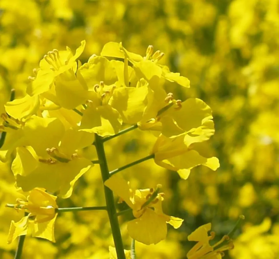 Rapsblüten (Foto: Proplanta)