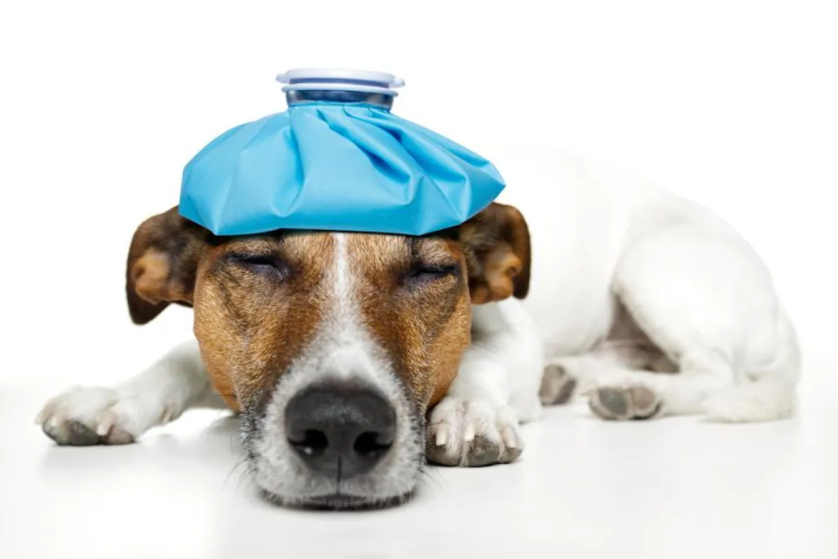 Leishmaniose Impfung für den Hund
