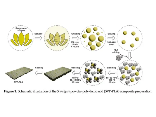 Neuartige Algenmembran hemmt osteosarkome Krebszellen Bild: Neuartige Algenmembran hemmt osteosarkome Krebszellen