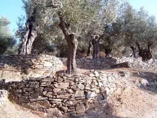 Spitzen-Olivenöl fürs WM Quartier der Fußball-Nationalmannschaft Bild: Spitzen-Olivenöl fürs WM Quartier der Fußball-Nationalmannschaft