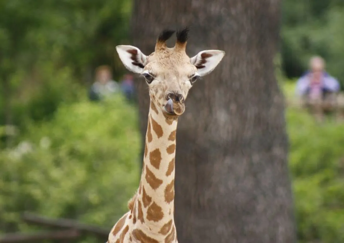 Giraffenbaby im Erlebnis-Zoo Hannover