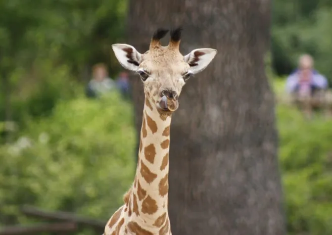Bild: Nachwuchs bei den Rothschild-Giraffen im Erlebnis-Zoo Hannover