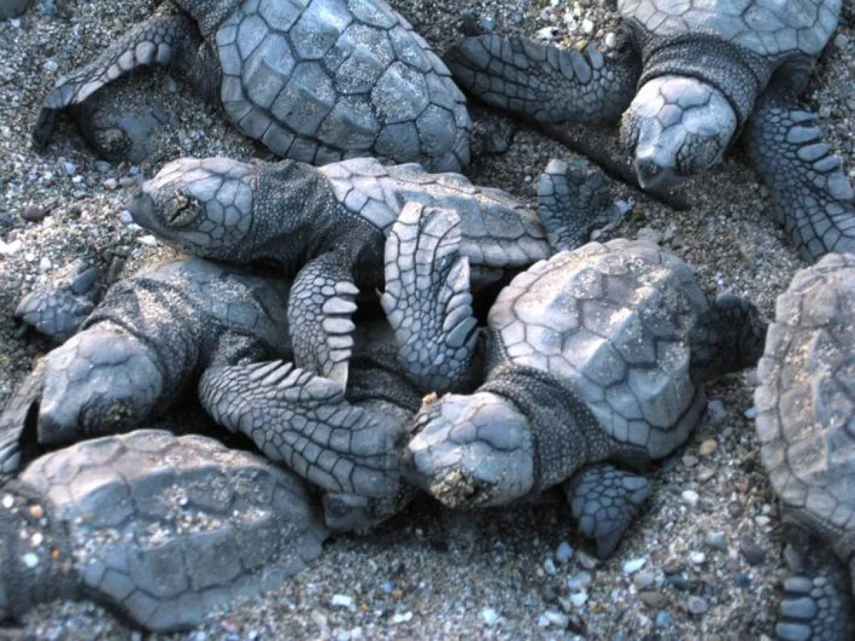 Schlüpflinge der Unechten Karettschildkröte (Caretta caretta) Foto: ACED