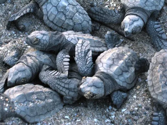 Bild: Erfolgreiche Nistsaison der Unechten Karettschildkröte in Anamur