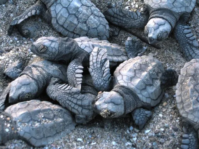 Erfolgreiche Nistsaison der Unechten Karettschildkröte in Anamur Bild: Erfolgreiche Nistsaison der Unechten Karettschildkröte in Anamur