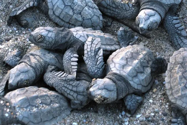 Bild: Erfolgreiche Nistsaison der Unechten Karettschildkröte in Anamur