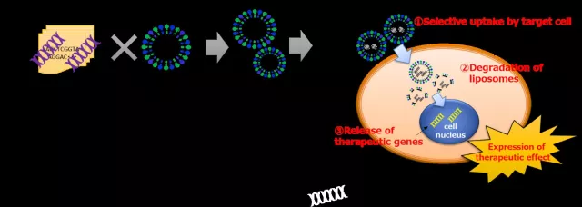 Japanische Shinshu University und Toshiba entwickeln Liposomen-Technologie für Krebstherapie Bild: Japanische Shinshu University und Toshiba entwickeln Liposomen-Technologie für Krebstherapie