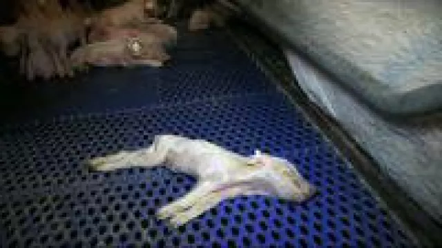 Nach Anzeige vom Deutschen Tierschutzbüro: Staatsanwaltschaft Oldenburg ermittelt gegen Tierquäler Bild: Nach Anzeige vom Deutschen Tierschutzbüro: Staatsanwaltschaft Oldenburg ermittelt gegen Tierquäler