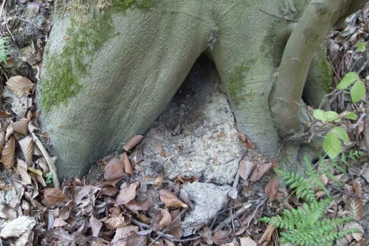 Bild: Natur neu entdecken - von Bäumen und Wildnisbasiswissen