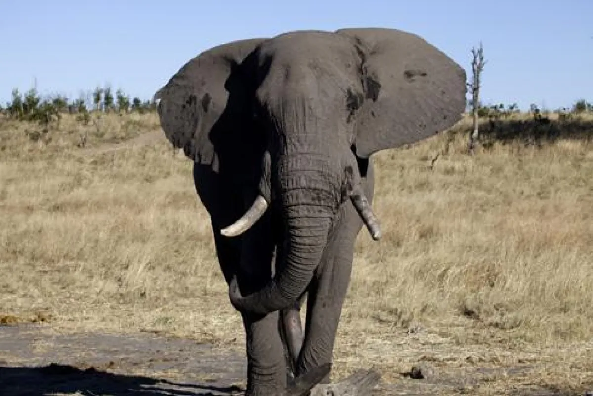 Gerade für Safari-Fans ist Simbabwe zur Zeit ein echter Insidertipp (bfs / Abendsonne Afrika).
