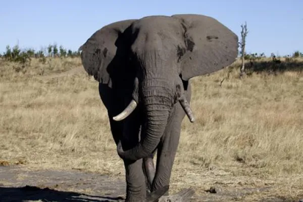 Bild: Comeback eines Geheimtipps