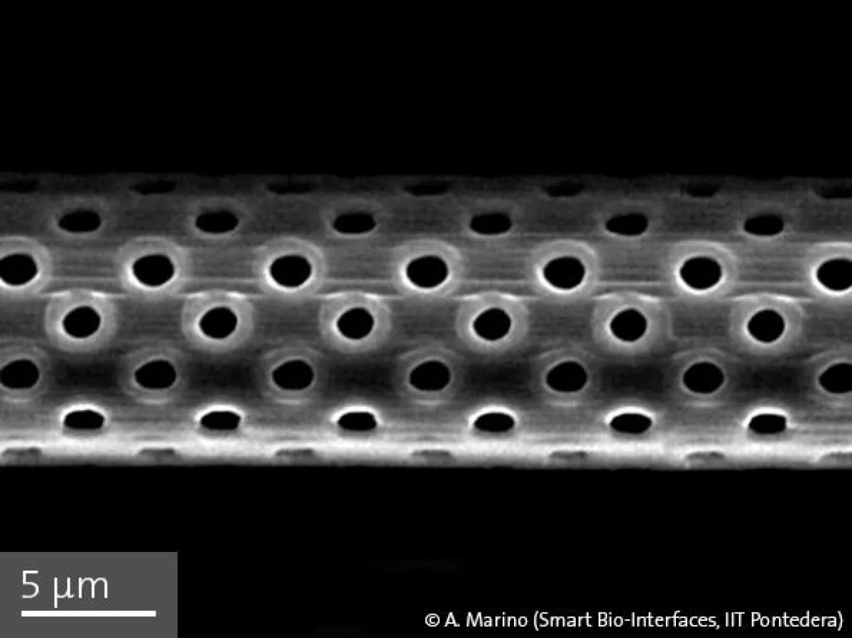 REM-Vergrößerung einer einzelnen 3D-gedruckten Röhrenstruktur (IIT)