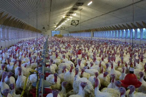 Bild: Putenmast, Putenzucht und Putenfarmen: Bild- und Fotomaterial auf tierschutzbilder.de