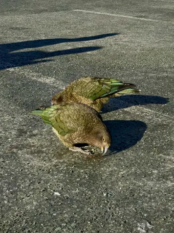 Städte verändern tierisches Sozialverhalten Bild: Städte verändern tierisches Sozialverhalten
