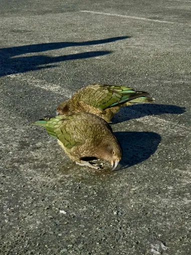 Bild: Städte verändern tierisches Sozialverhalten