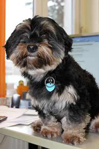 HaBeFa Internetshop auf den Hund gekommen - ein tierischer Vorfall Bild: HaBeFa Internetshop auf den Hund gekommen - ein tierischer Vorfall
