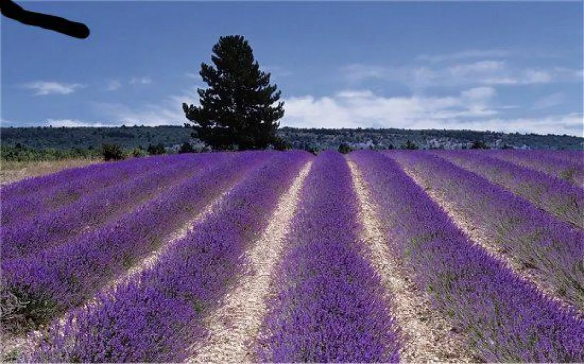 Ätherische Öle, Duftöle Young Living