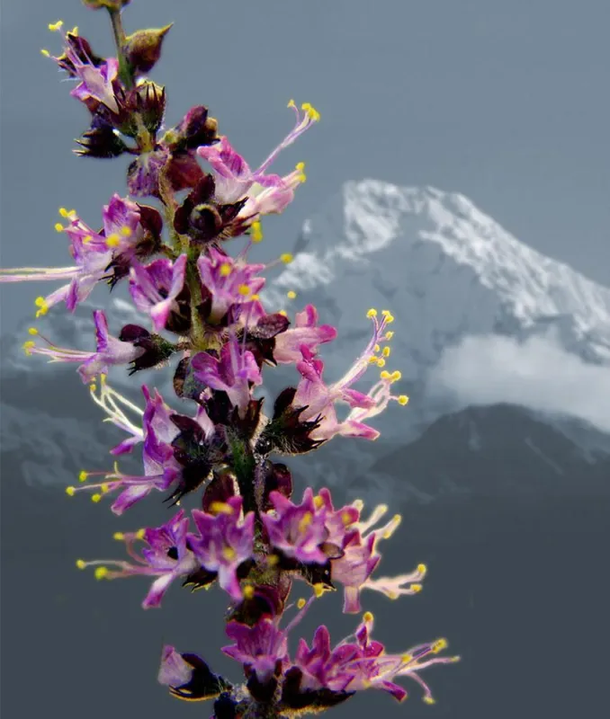 Schätze des Himalaya - Tulsipflanze im Nepal