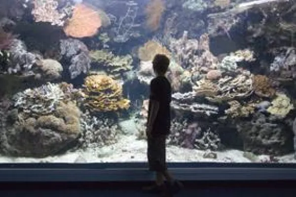 Bild: Meer erleben - im Südpazifik: Neueröffnung des Aquariums in der neukaledonischen Hauptstadt Noumea