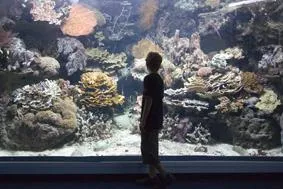 Bild: Meer erleben - im Südpazifik: Neueröffnung des Aquariums in der neukaledonischen Hauptstadt Noumea