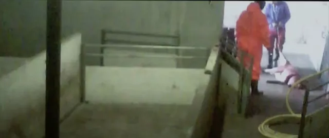 Bild: Tierquälerei bei Westfleisch: Bildmaterial belegt massive Misshandlung und Tierquälerei in Zulieferbetrieben 