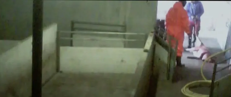 Bild: Tierquälerei bei Westfleisch: Bildmaterial belegt massive Misshandlung und Tierquälerei in Zulieferbetrieben 