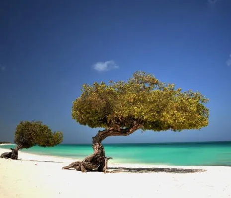 Bild: Karibikinsel Aruba richtet deutsche Telefonnummer ein