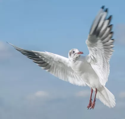 Bild: 2-tägiges Fotoseminar „Möwen: Stadtgäste und Flugakrobaten“ in Warnemünde