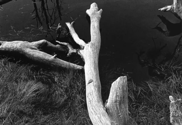 Bild: Bildpoesie und Abschied Houdoe